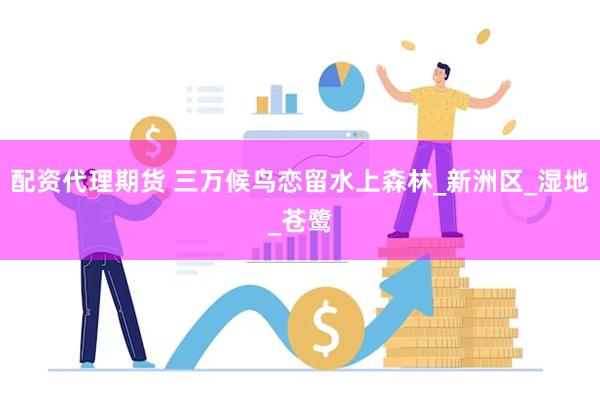 配资代理期货 三万候鸟恋留水上森林_新洲区_湿地_苍鹭